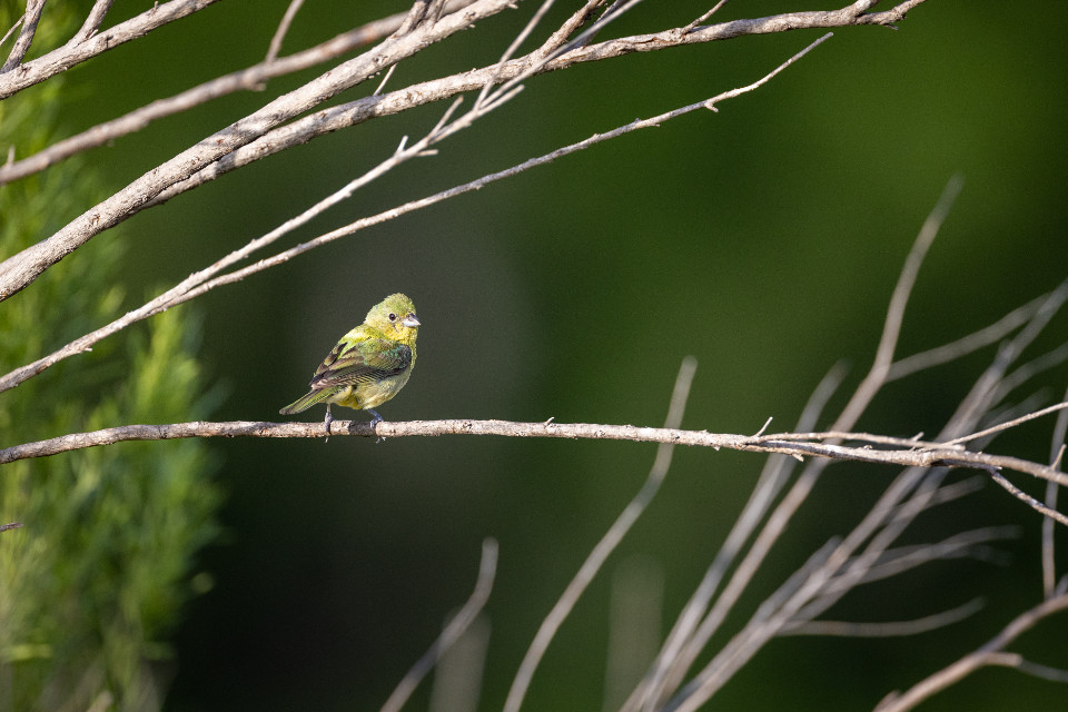 bird-branches Admin Menu Tree Page View 2.8 Now Supports All Public Post Types  design tips 